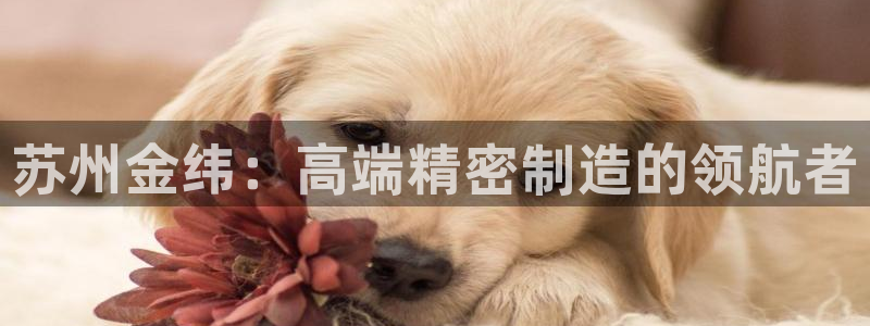 云顶国际测试服免费吗